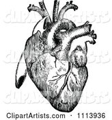 Vintage Black and White Human Heart