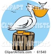 White Pelican Swallowing Fish and Resting on a Stump